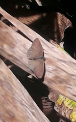 Yphthimoides patricia