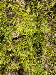 Clasmatodon parvulus