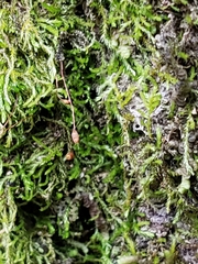 Clasmatodon parvulus