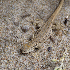 Liolaemus boulengeri