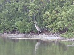 Ardea herodias occidentalis × wardi