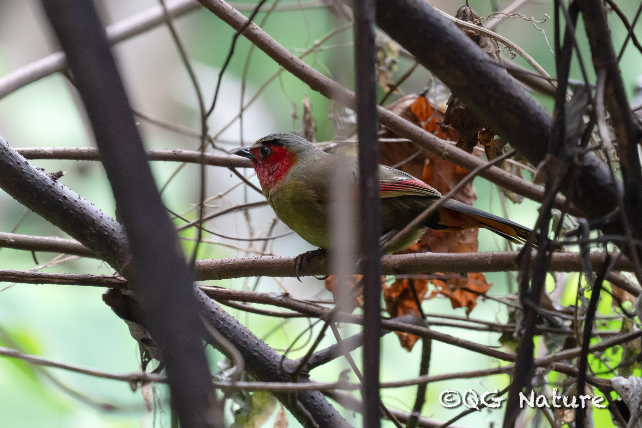 Scarlet-faced Liocichla