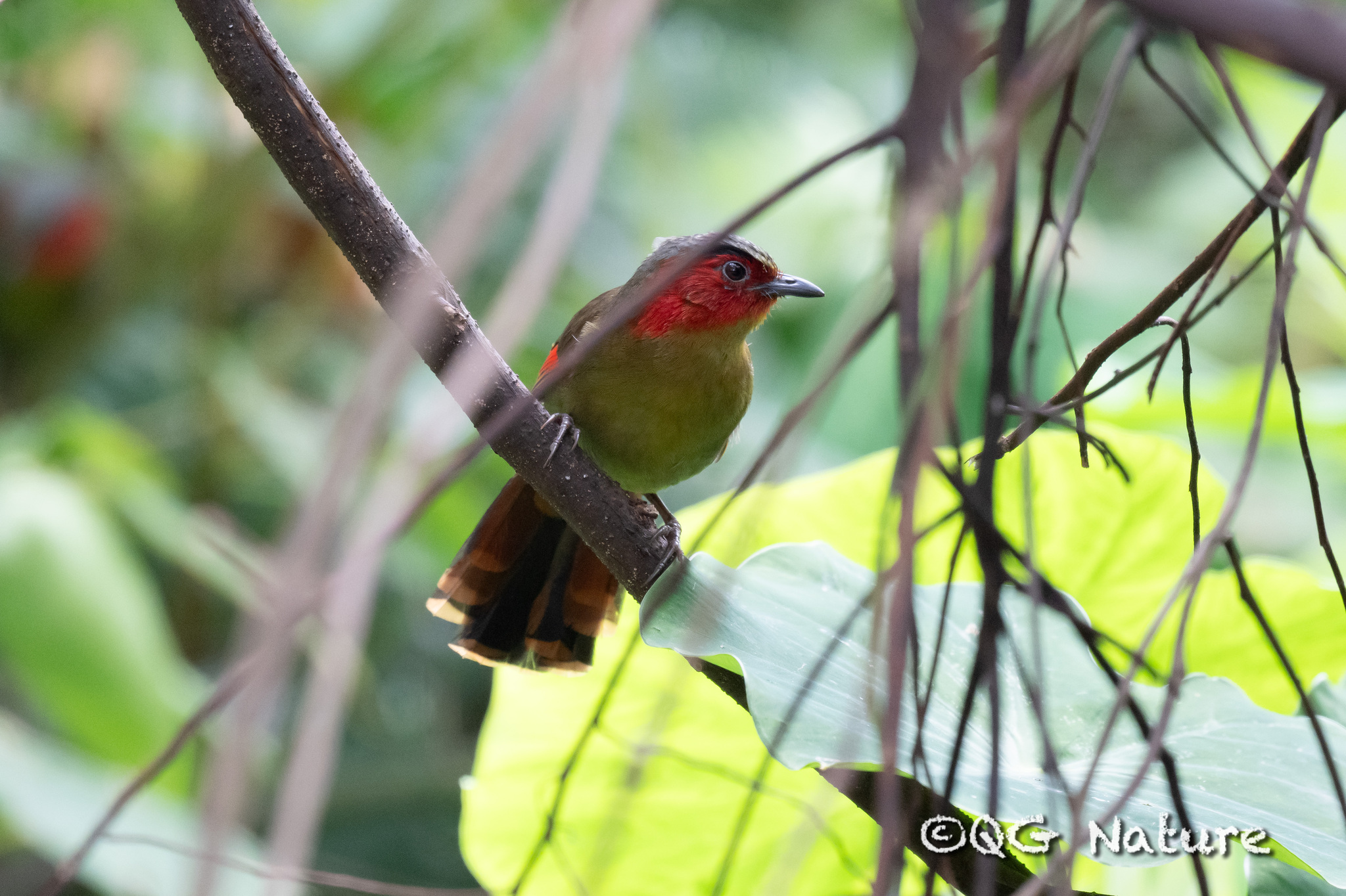 Scarlet-faced Liocichla