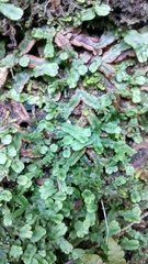 Marchantia geminata