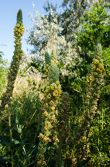 Verbascum ovalifolium