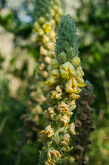Verbascum ovalifolium