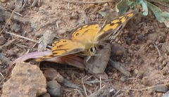 Heteronympha penelope
