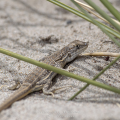 Liolaemus boulengeri