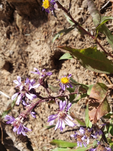 Image of Eurybia integrifolia by no rights reserved