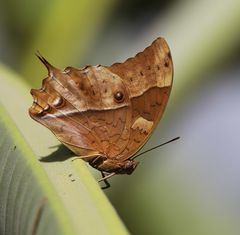 Charaxes