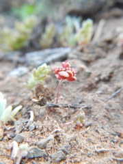 Crassula umbellata