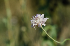 Cephalaria transsylvanica