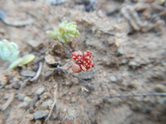 Crassula umbellata