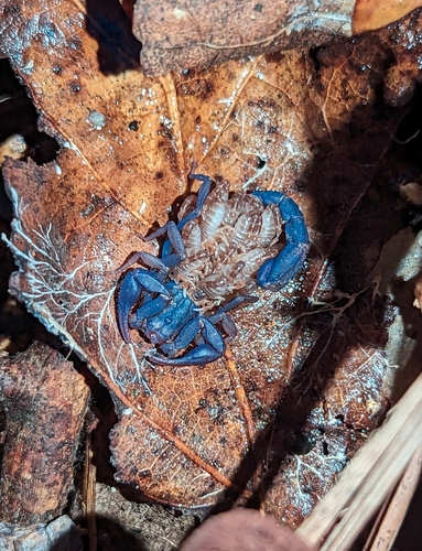 Southern Devil Scorpion photo 4