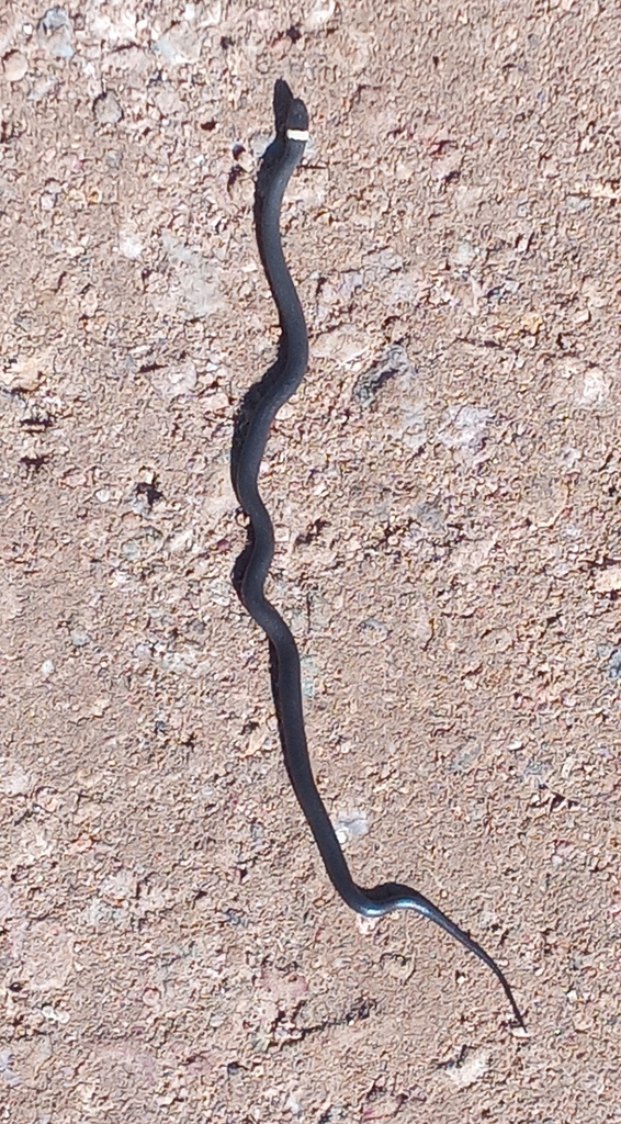 ringnecked snake from Patagonia, AZ 85624, USA on September 23, 2022
