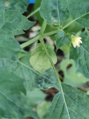 cutleaf groundcherry