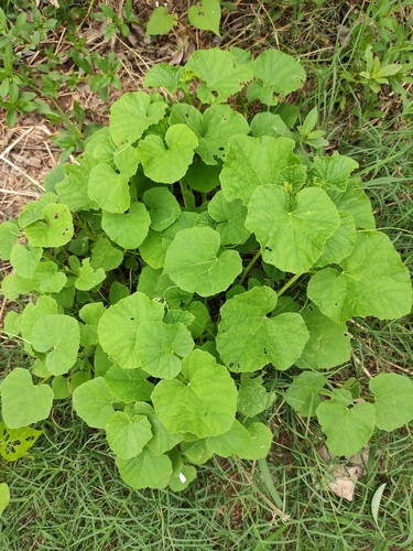Muskmelon