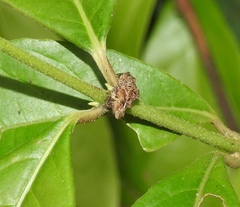 Wagneriana