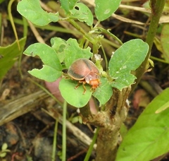 Epilachna cacica