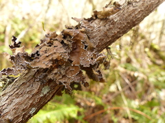 Lobaria anomala