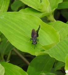 Hermetiinae