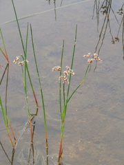 Juncus militaris