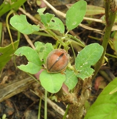 Epilachna cacica