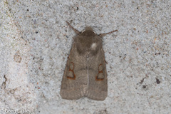 Orthosia annulimacula