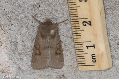 Orthosia annulimacula