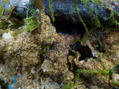 Lobaria anomala