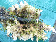 Lobaria anomala