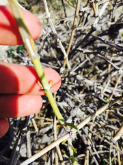 Ephedra californica