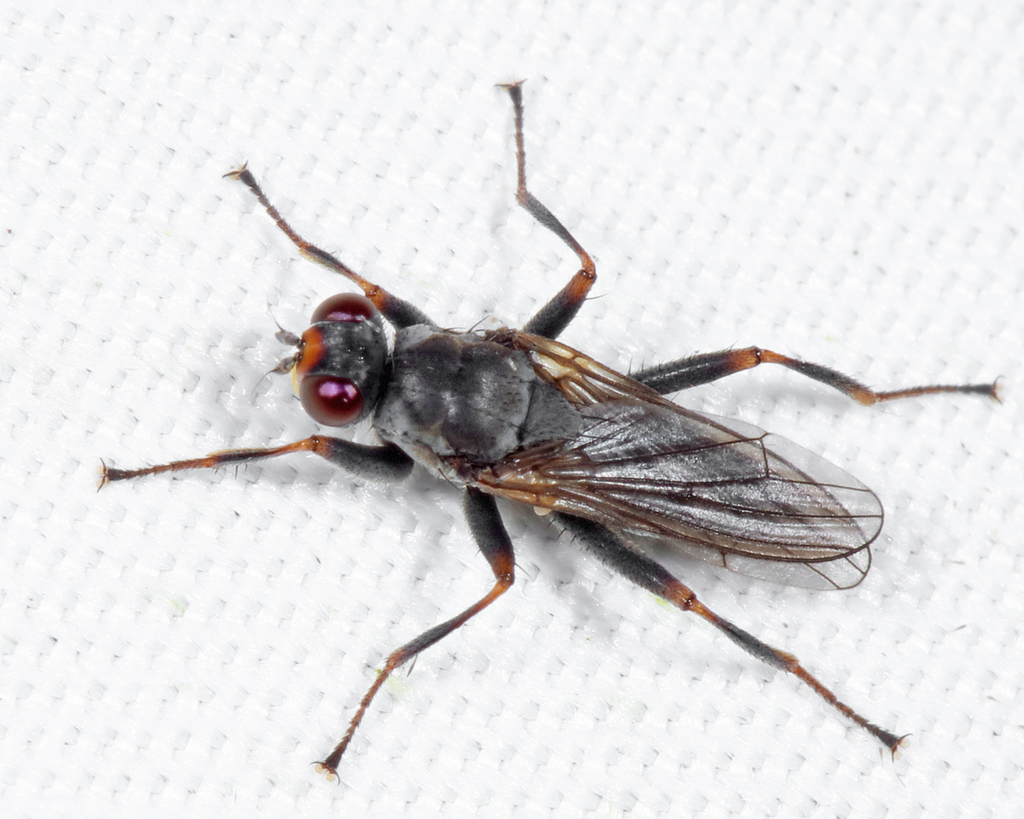 Hydromyza confluens