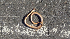 Dryophylax hypoconia