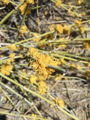 Ephedra californica