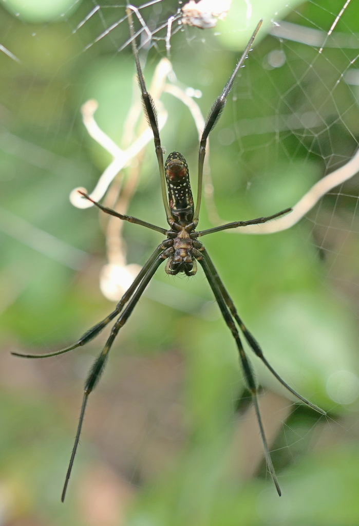 Golden Silk Spider from Zona rural de Paudalho - Pernambuco on August ...