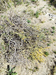 Ephedra californica