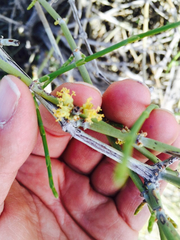 Ephedra californica