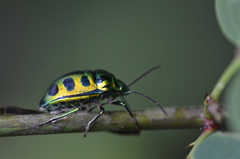 Chrysocoris stockerus