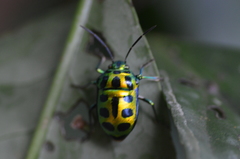 Chrysocoris stockerus