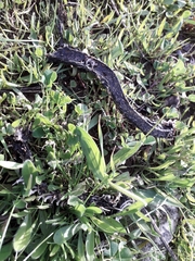 Hemorrhois hippocrepis