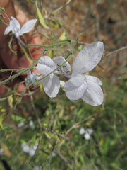Carlowrightia pringlei