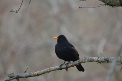 Turdus merula