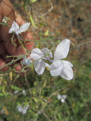 Carlowrightia pringlei