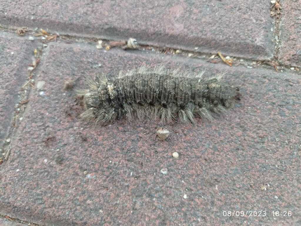 Syrian Silkworm