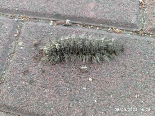 Syrian Silkworm