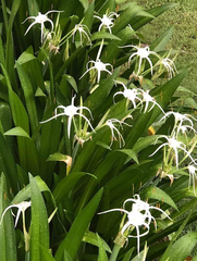 Hymenocallis liriosme