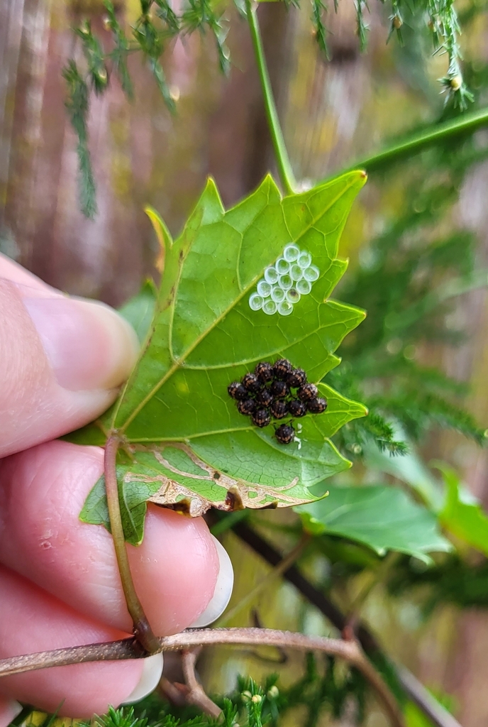 stink-bugs-in-august-2023-by-melissa-on-vitis-rotundifolia-leaf
