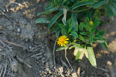 Pentanema germanicum