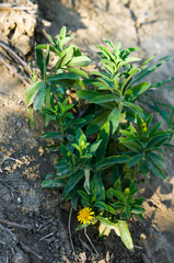 Pentanema germanicum